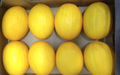 El melón amarillo, dulzura y vitaminas